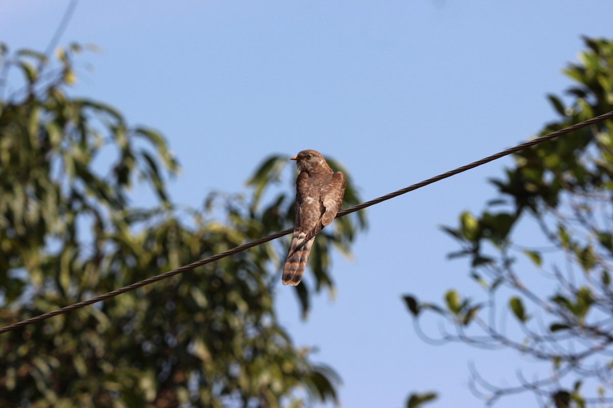 Common Hawk-Cuckoo - ML646573889
