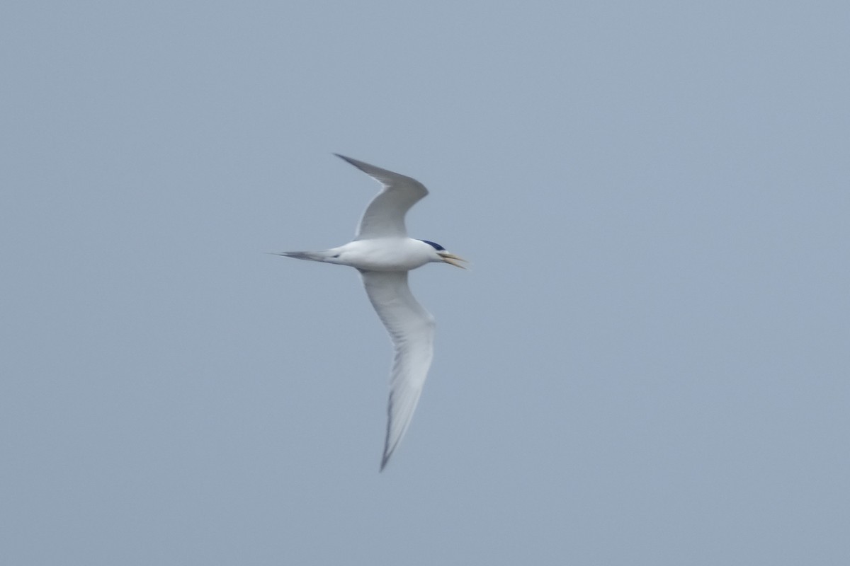 שחפית צהובת-מקור - ML646573890