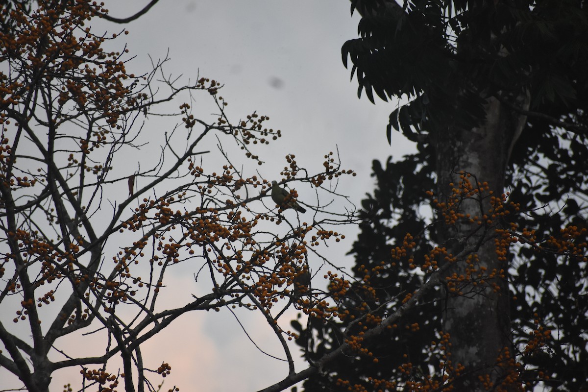 Gray-fronted Green-Pigeon - ML646573892