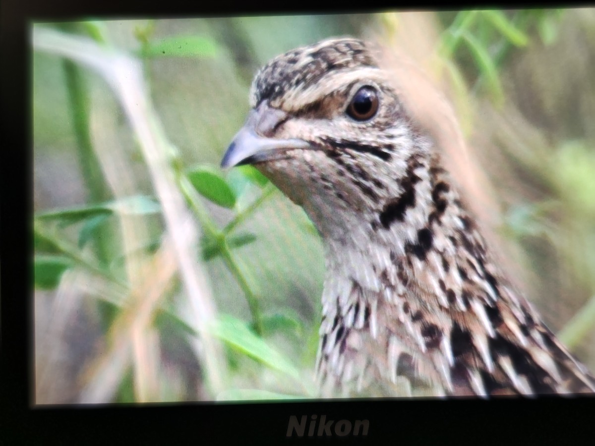 Bıldırcın - ML646573893