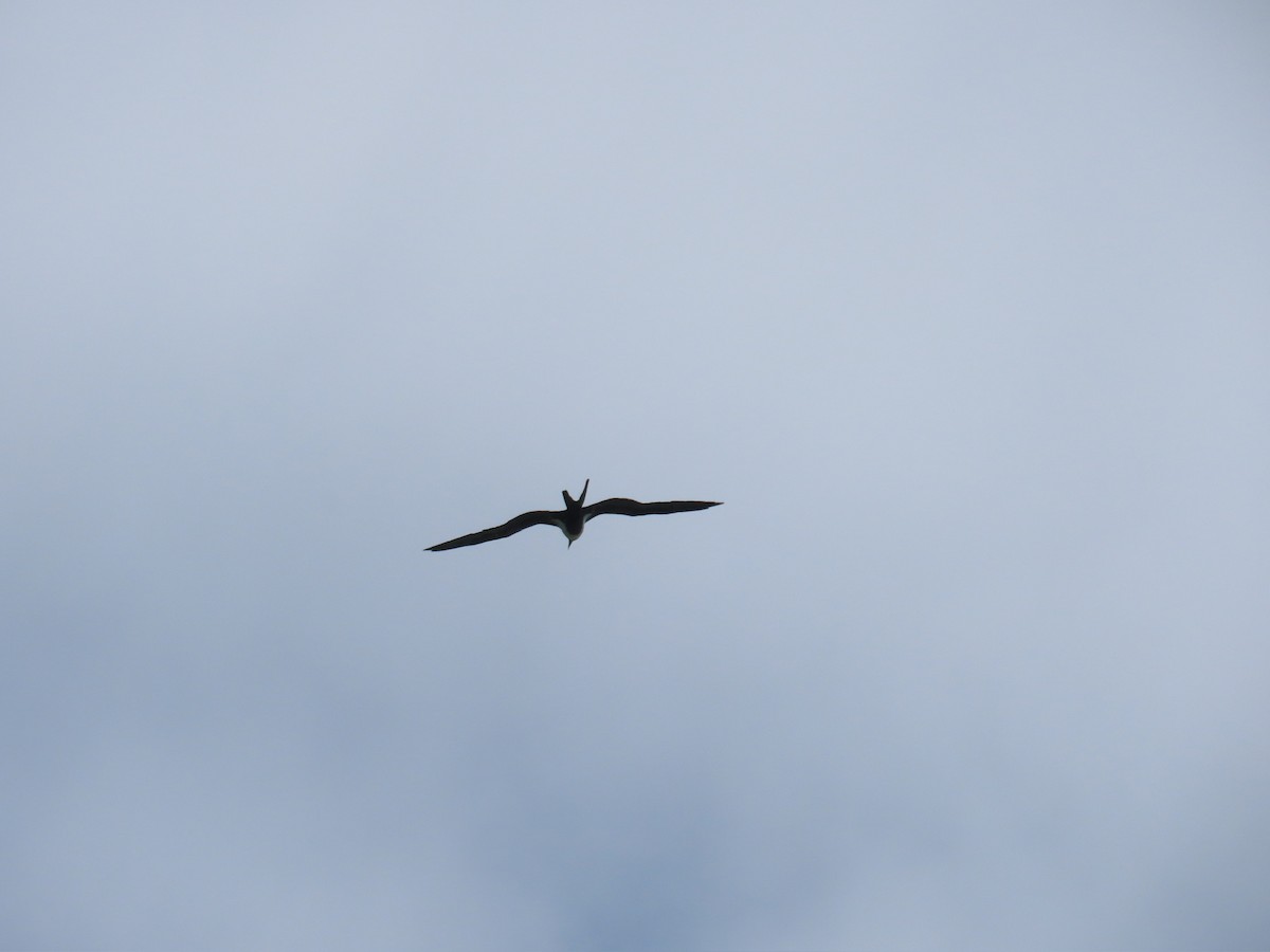 פריגט קטן - ML646573894