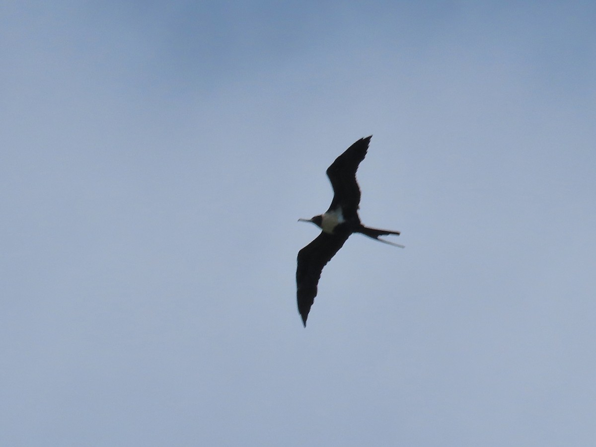 פריגט קטן - ML646573898