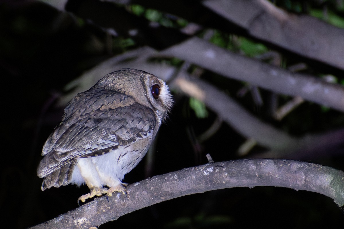 Indian Scops-Owl - ML646573899