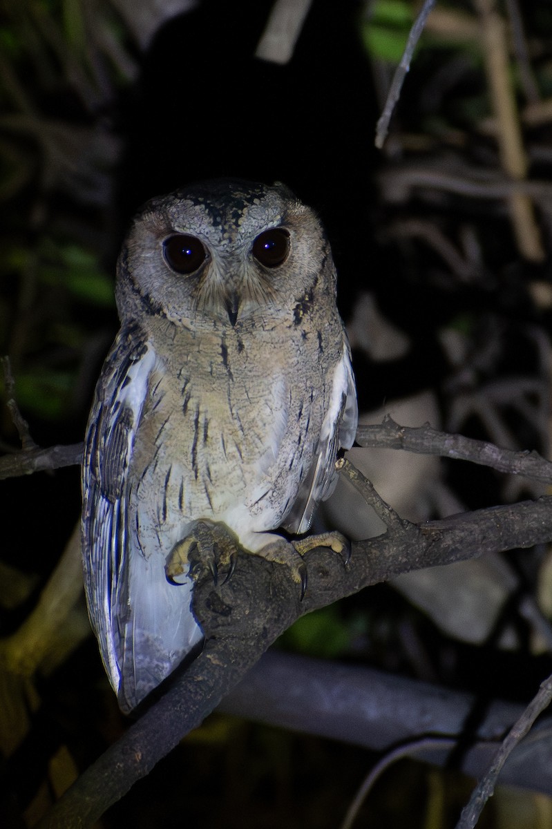 Indian Scops-Owl - ML646573900