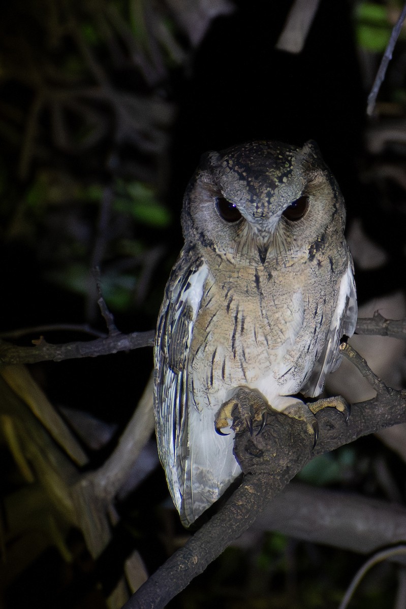 Indian Scops-Owl - ML646573901