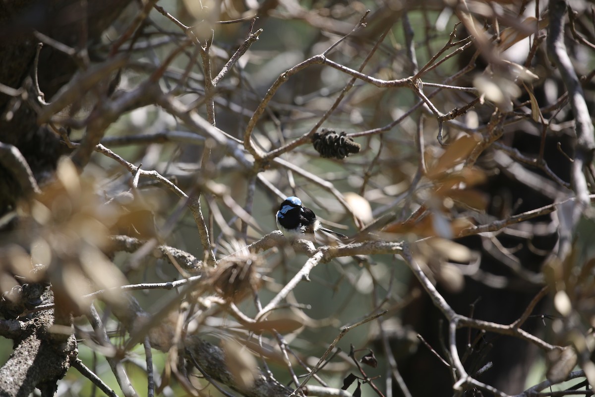 Superb Fairywren - ML646573902