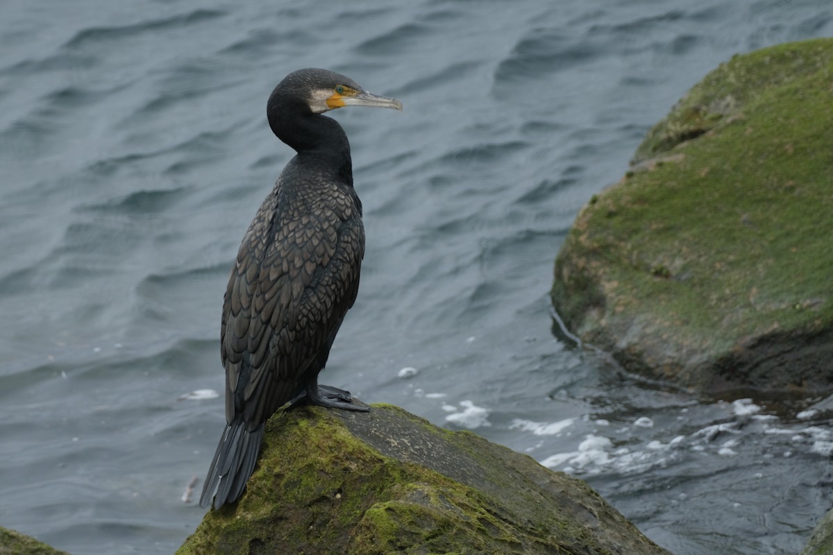 קורמורן גדול - ML646573903