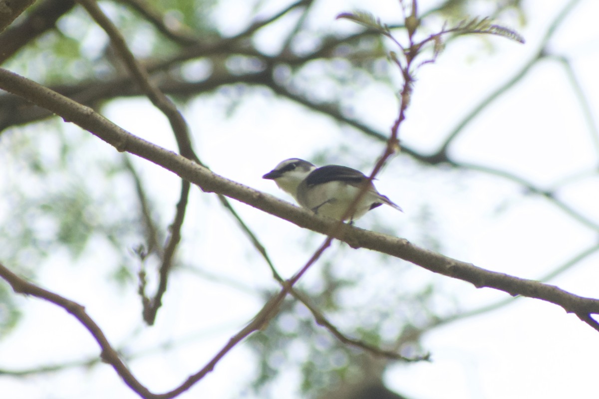 Ashy Minivet - ML646573904