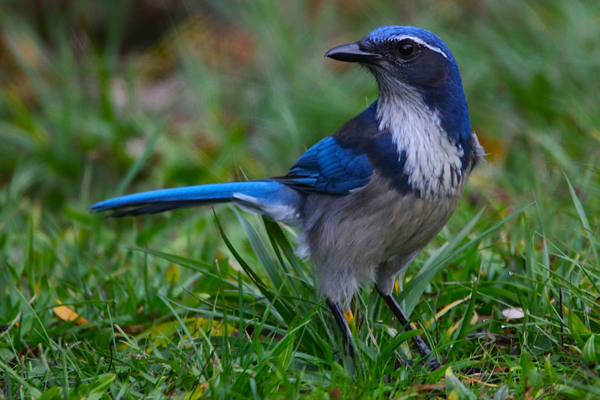 sojka západní - ML646573908