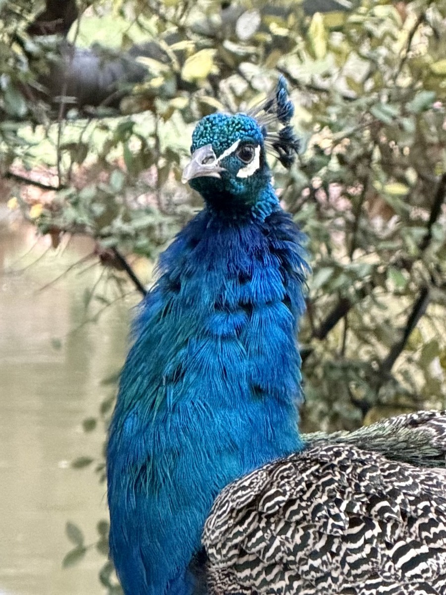 טווס הודי - ML646573909