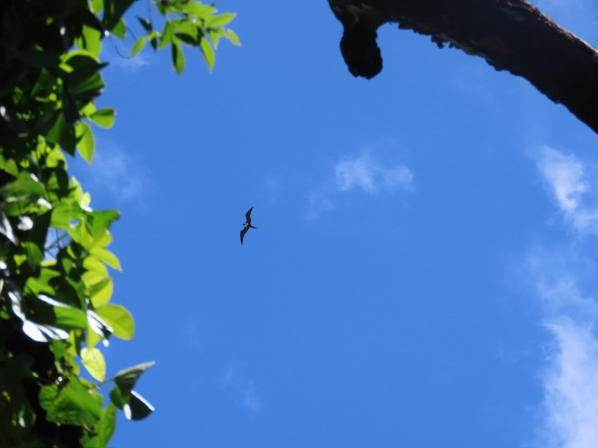 פריגט קטן - ML646573911