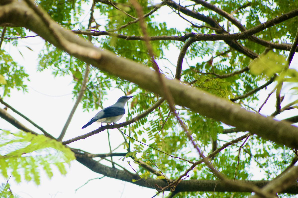 Black-winged Cuckooshrike - ML646573915