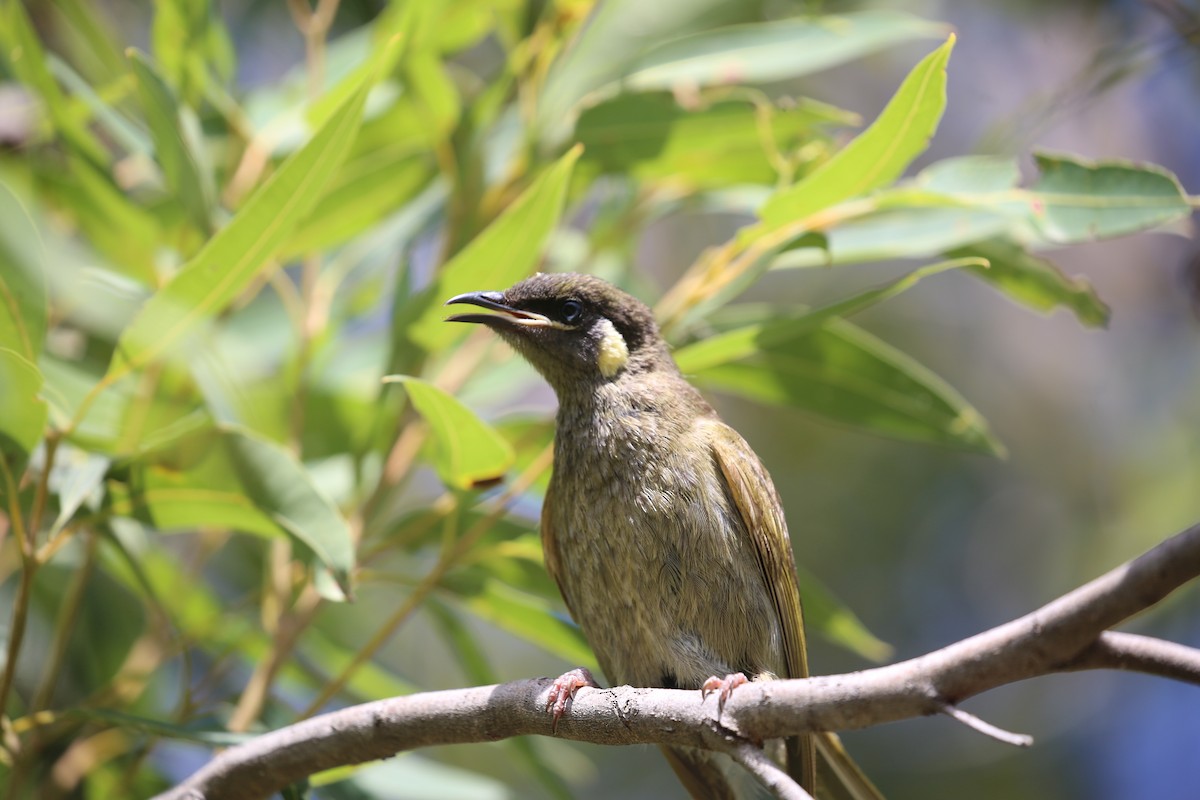 Lewin's Honeyeater - ML646573916