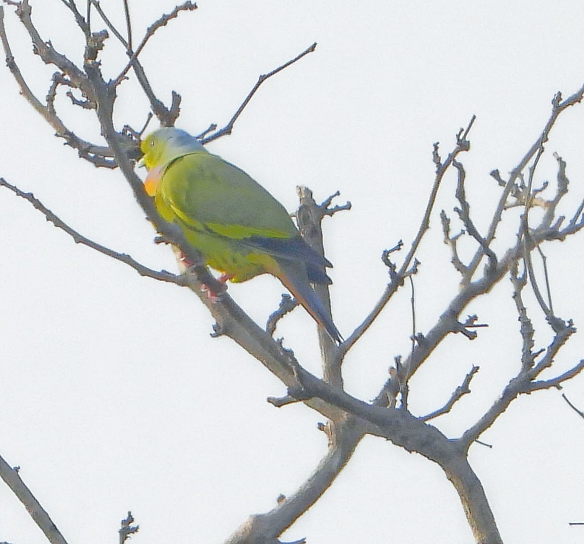 Colombar à double collier - ML646573918