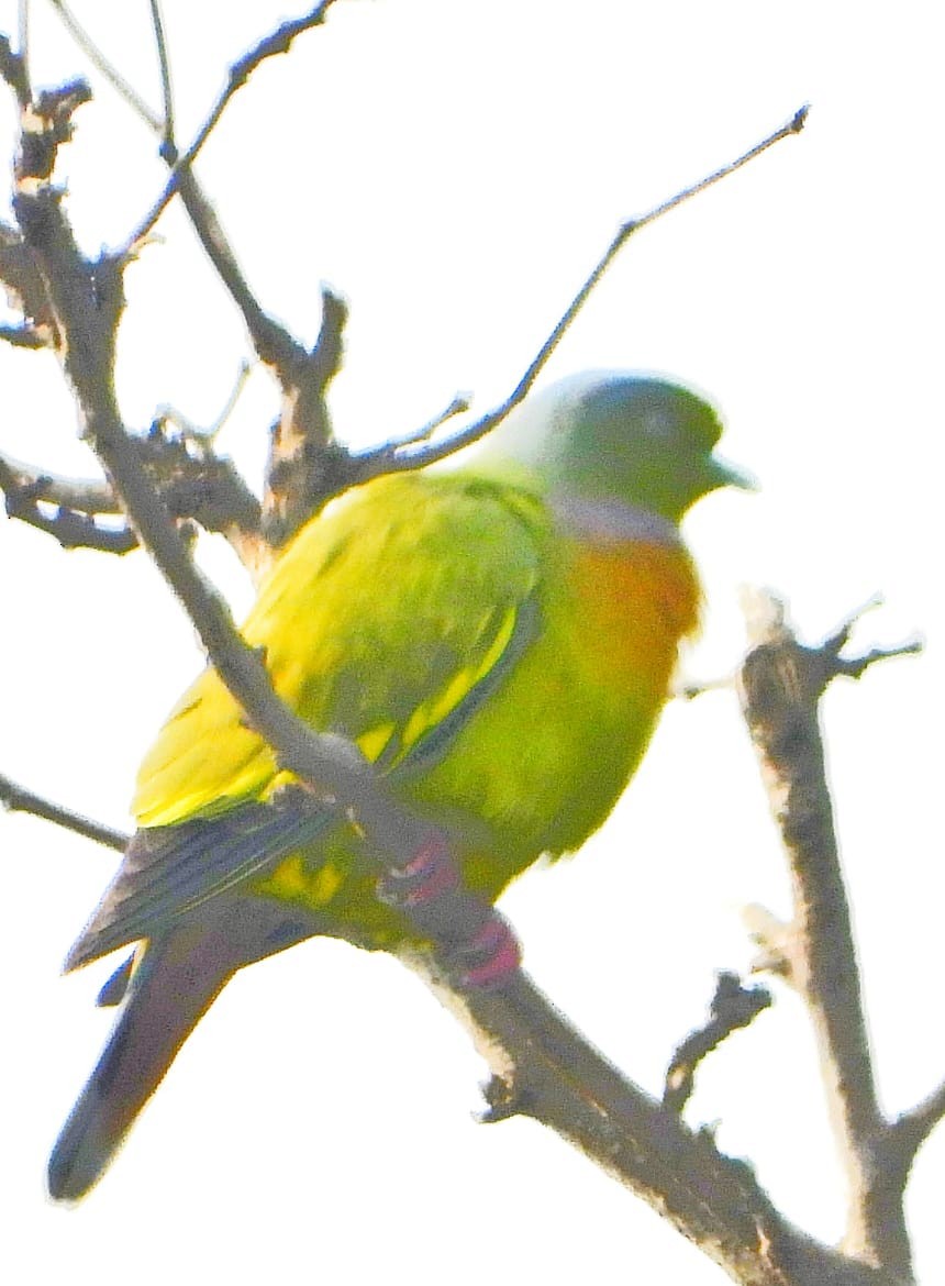 Colombar à double collier - ML646573919