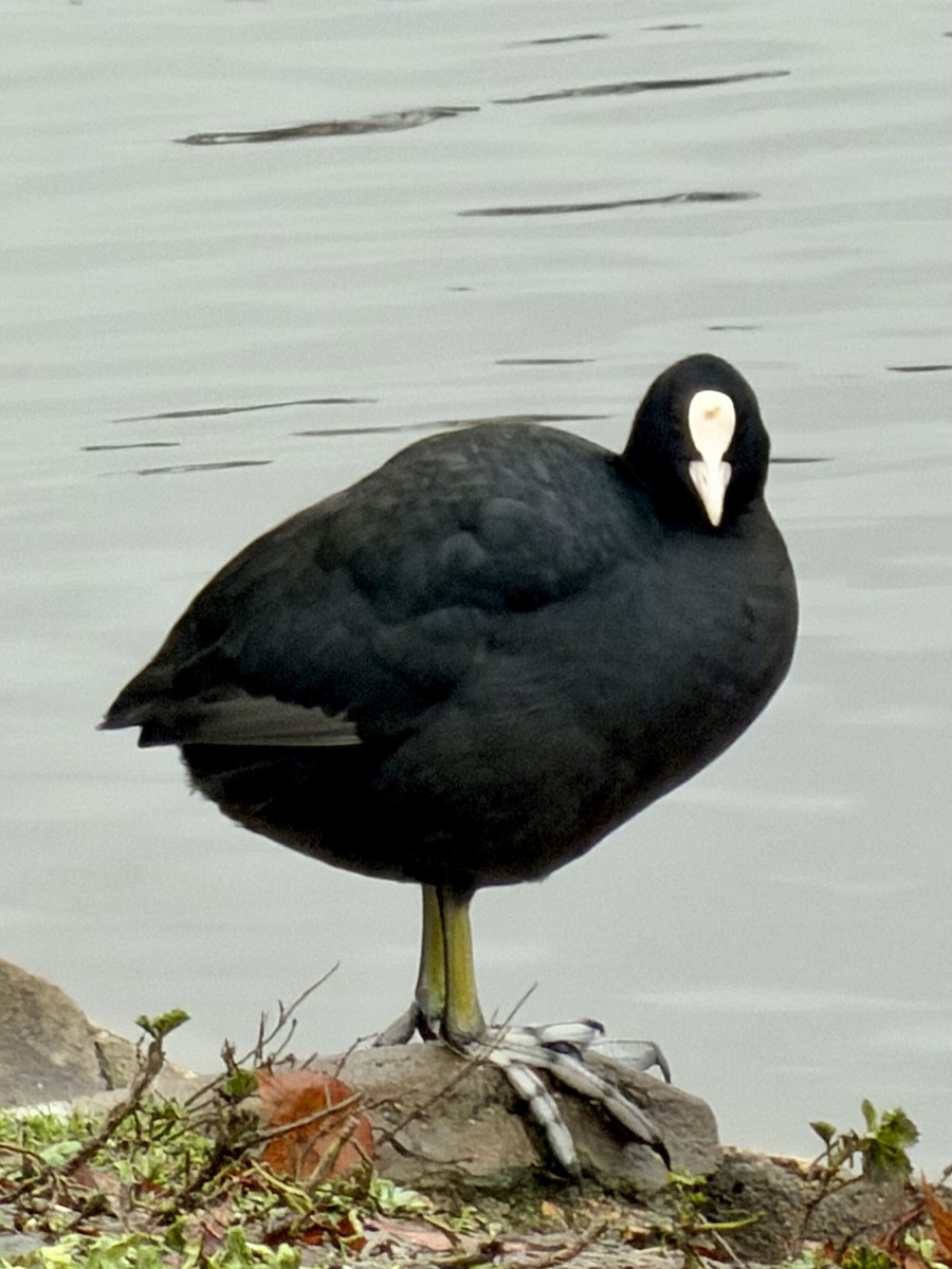 Kopetazuri arrunta - ML646573920