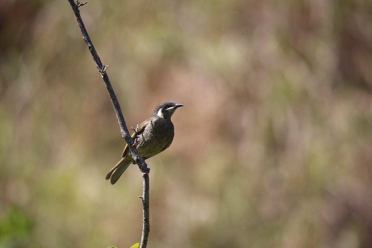 Lewin's Honeyeater - ML646573921