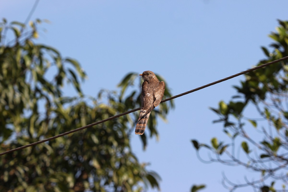 Common Hawk-Cuckoo - ML646573922