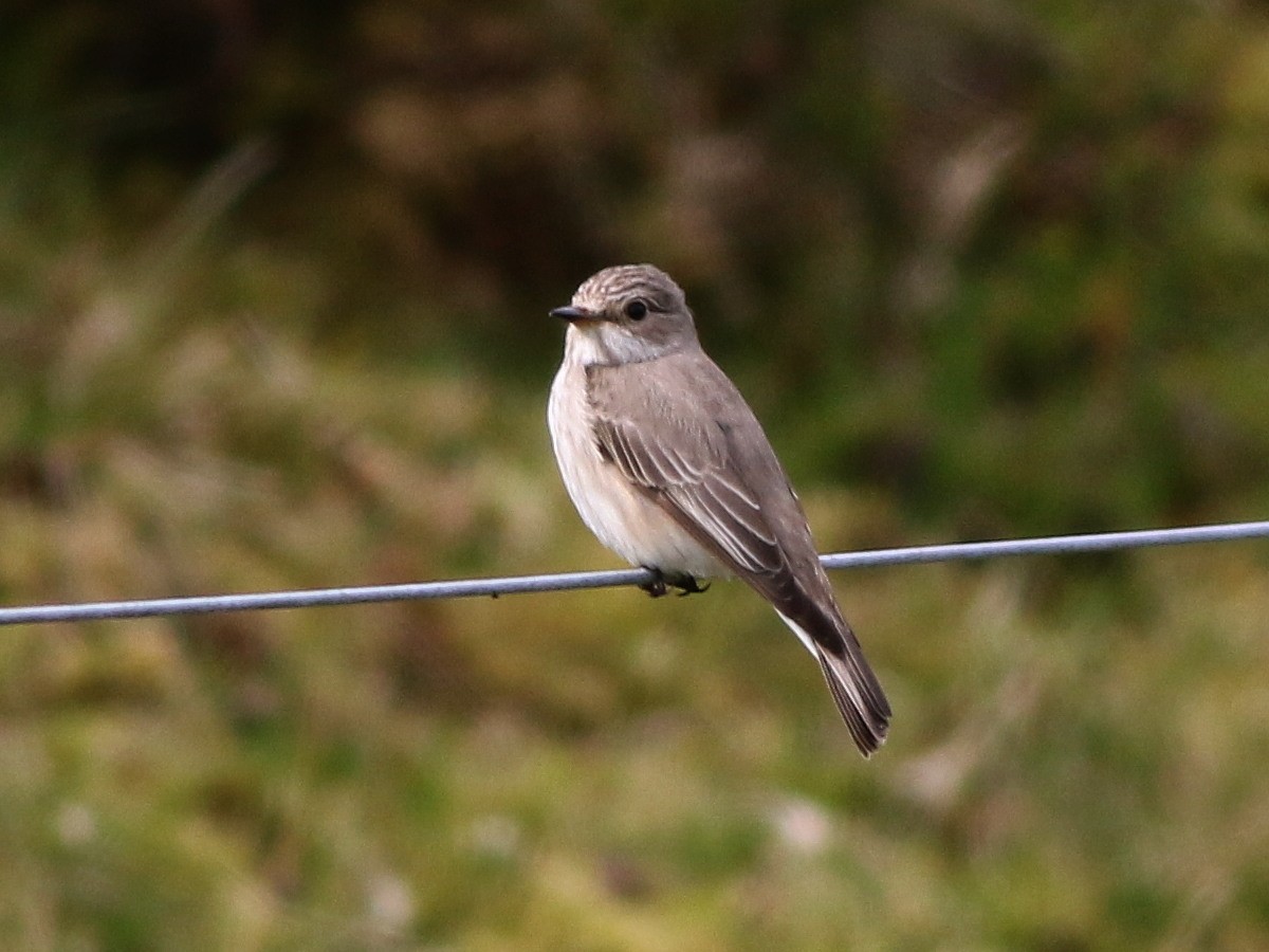 Spotted Flycatcher (Spotted) - ML646573923