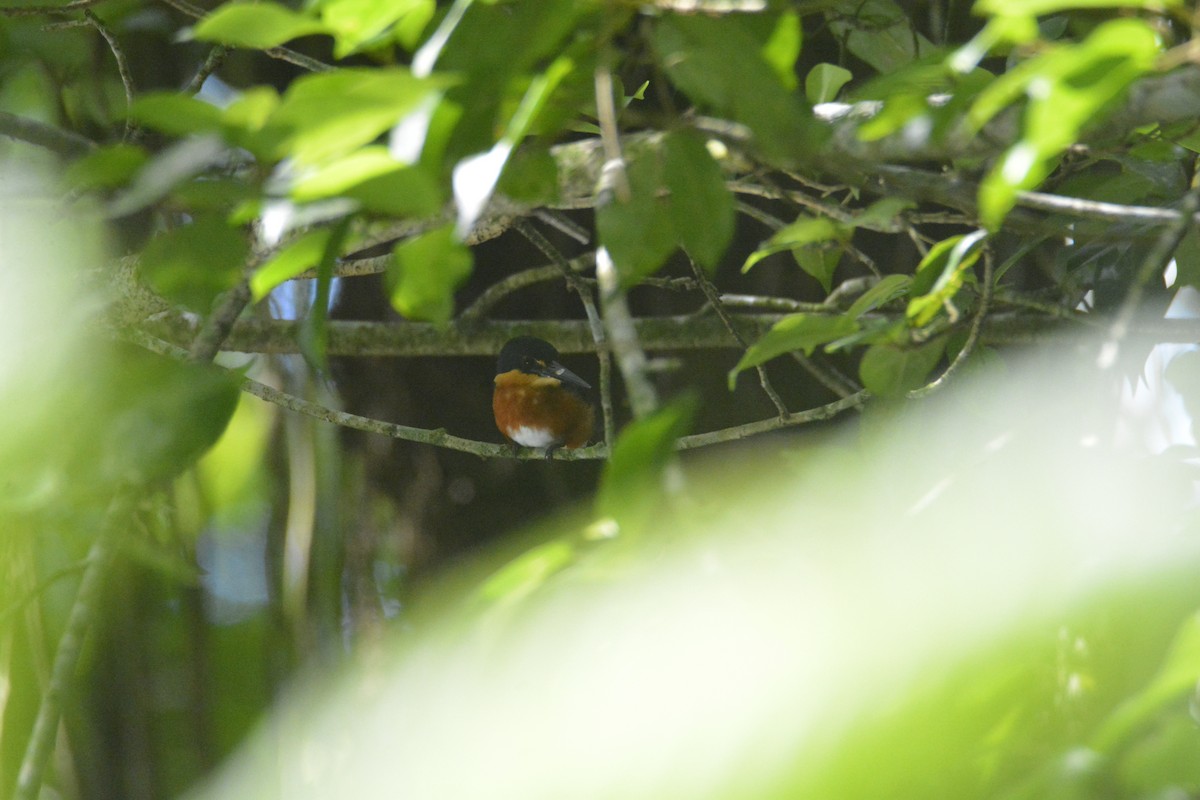 American Pygmy Kingfisher - ML646573924