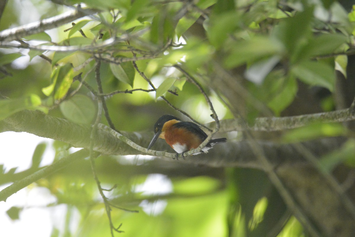 American Pygmy Kingfisher - ML646573925