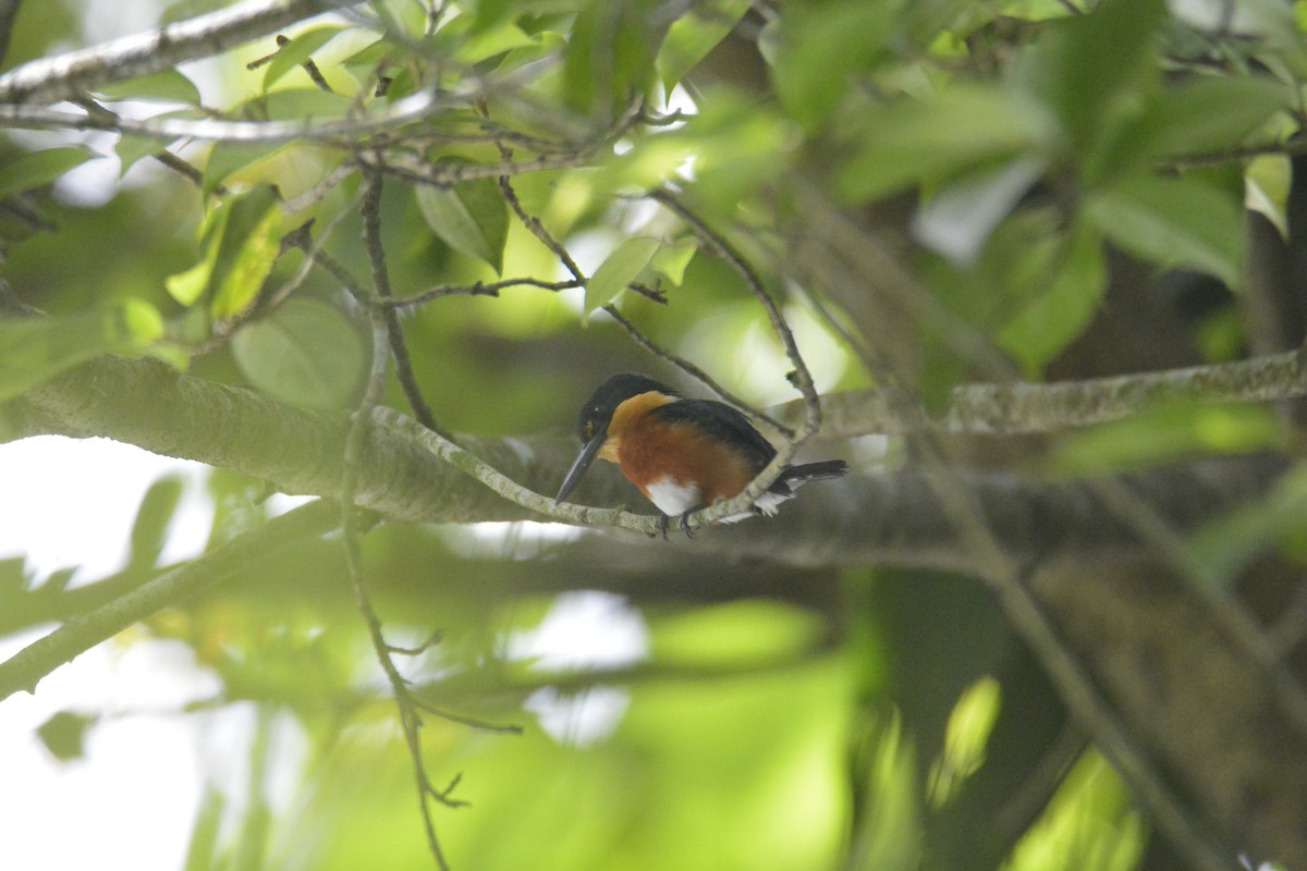 American Pygmy Kingfisher - ML646573926