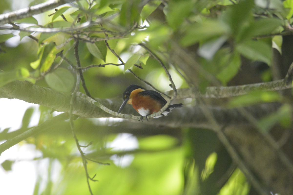 American Pygmy Kingfisher - ML646573927