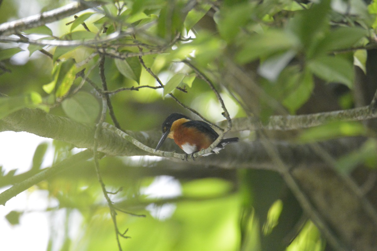 American Pygmy Kingfisher - ML646573928