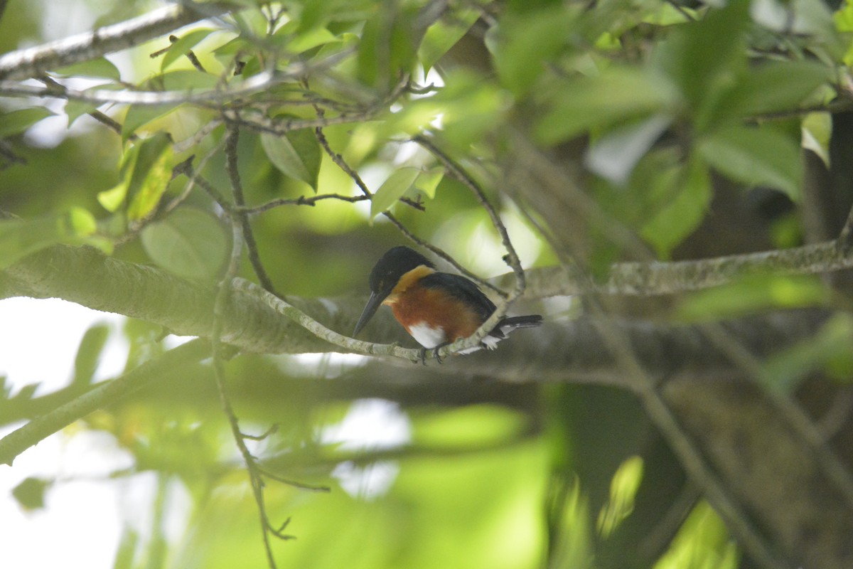 American Pygmy Kingfisher - ML646573929