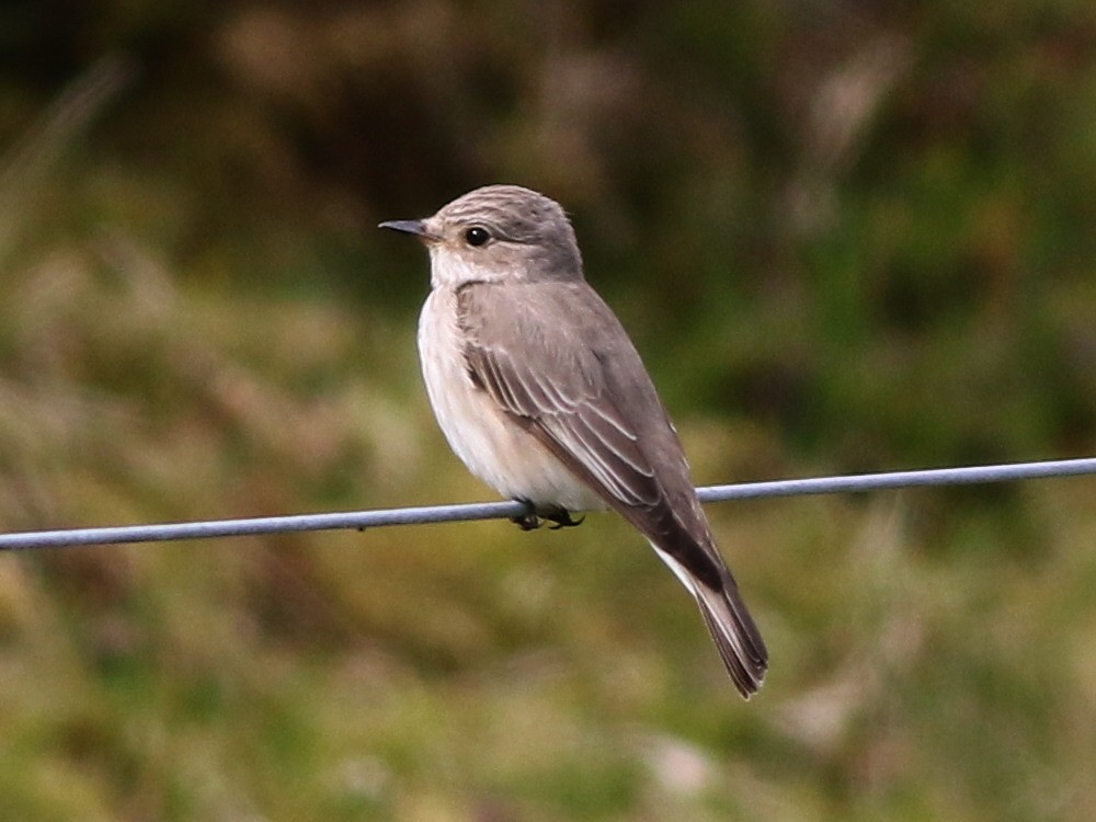 Spotted Flycatcher (Spotted) - ML646573931