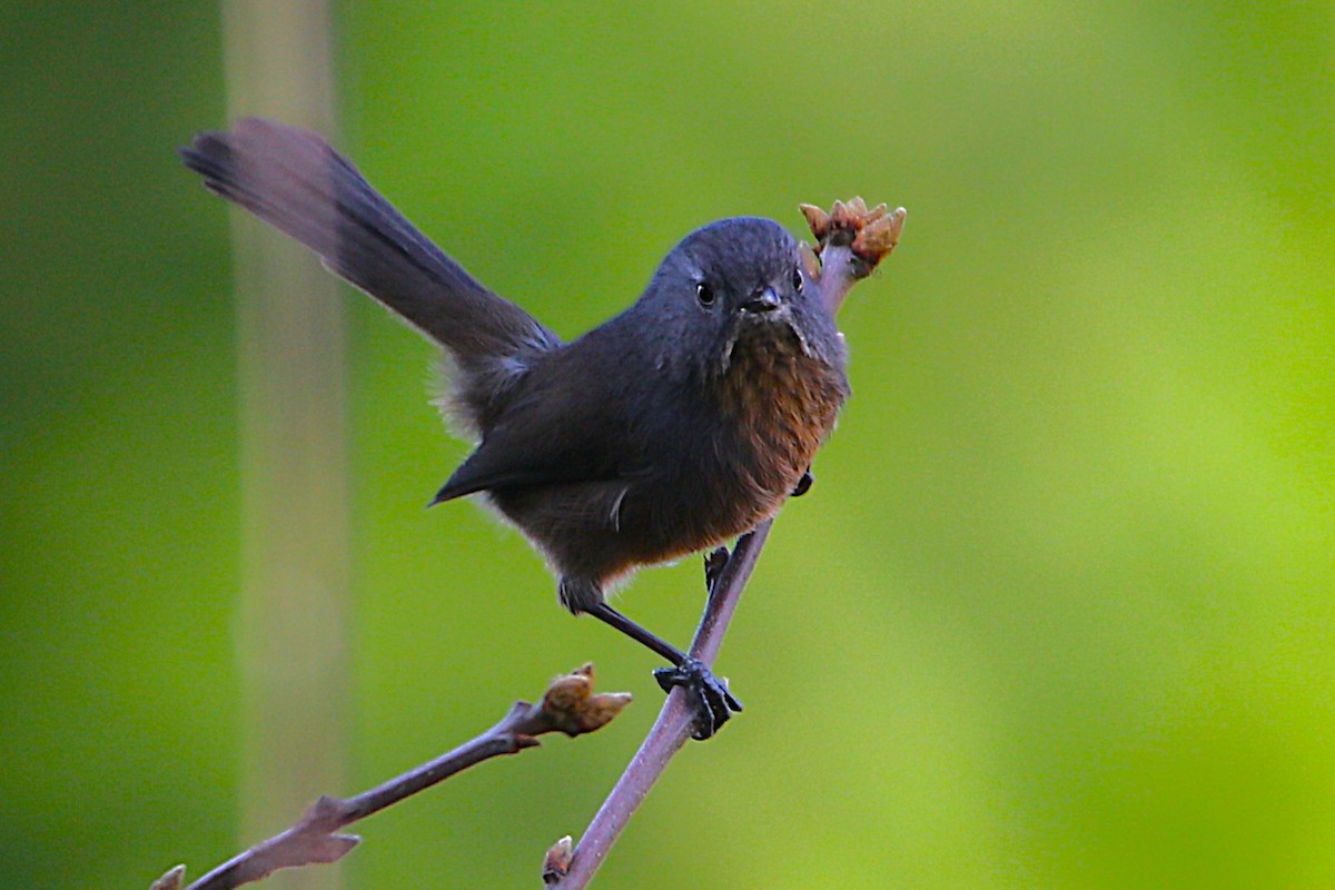 Wrentit - ML646573932