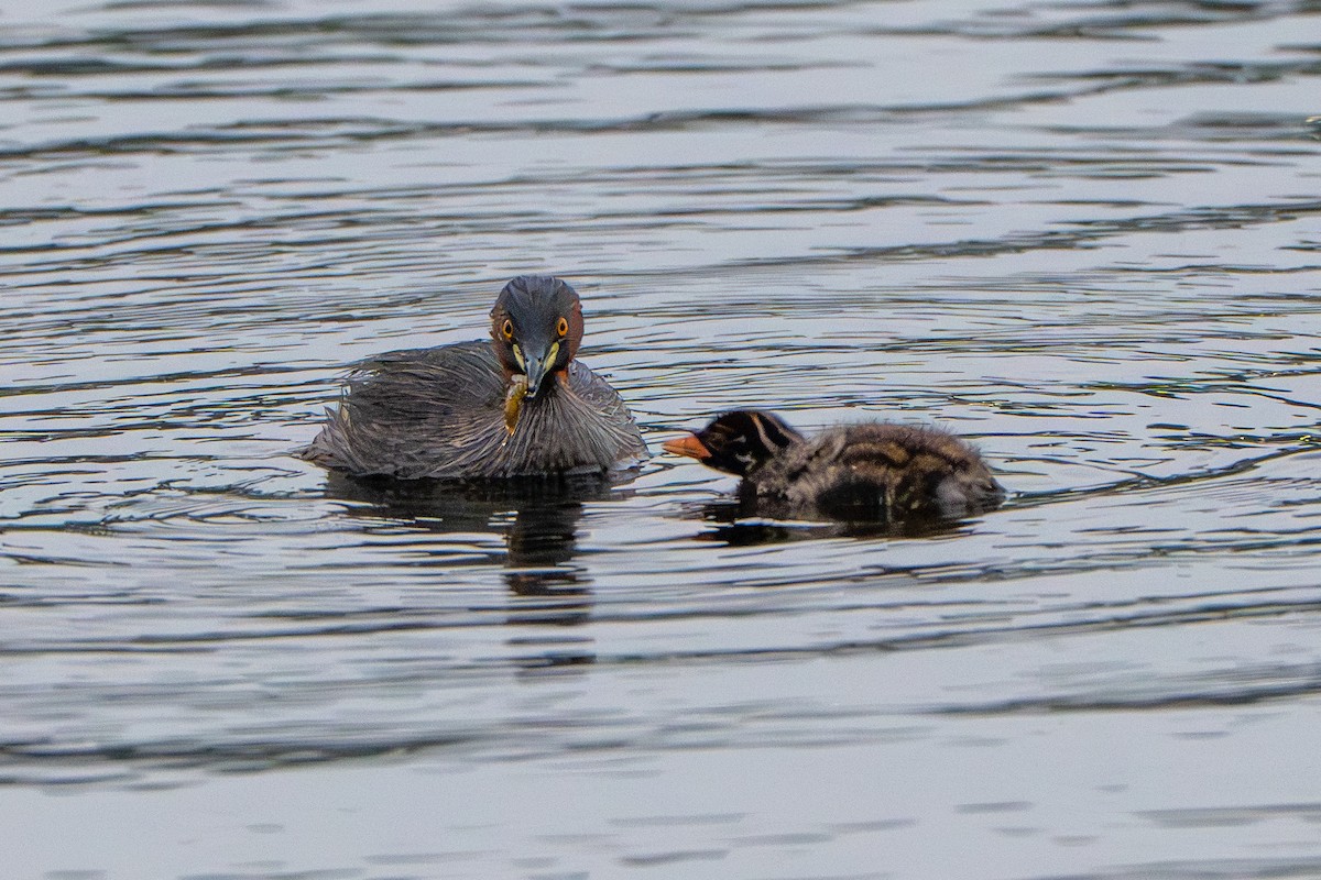 Little Grebe - ML646573933