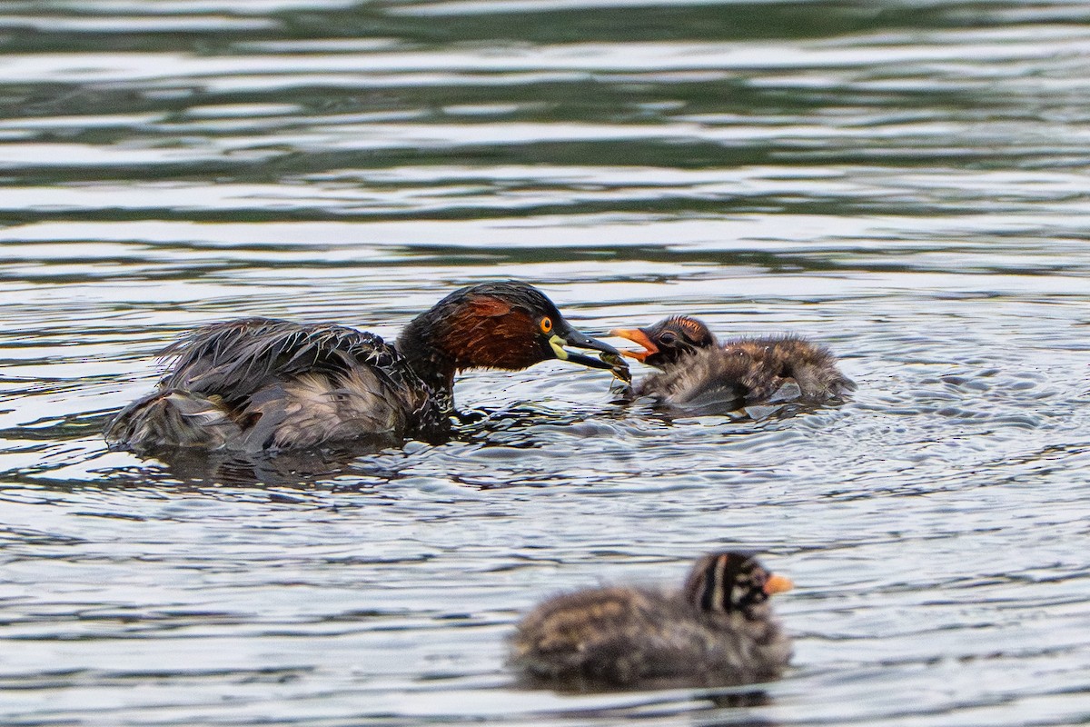 Little Grebe - ML646573934