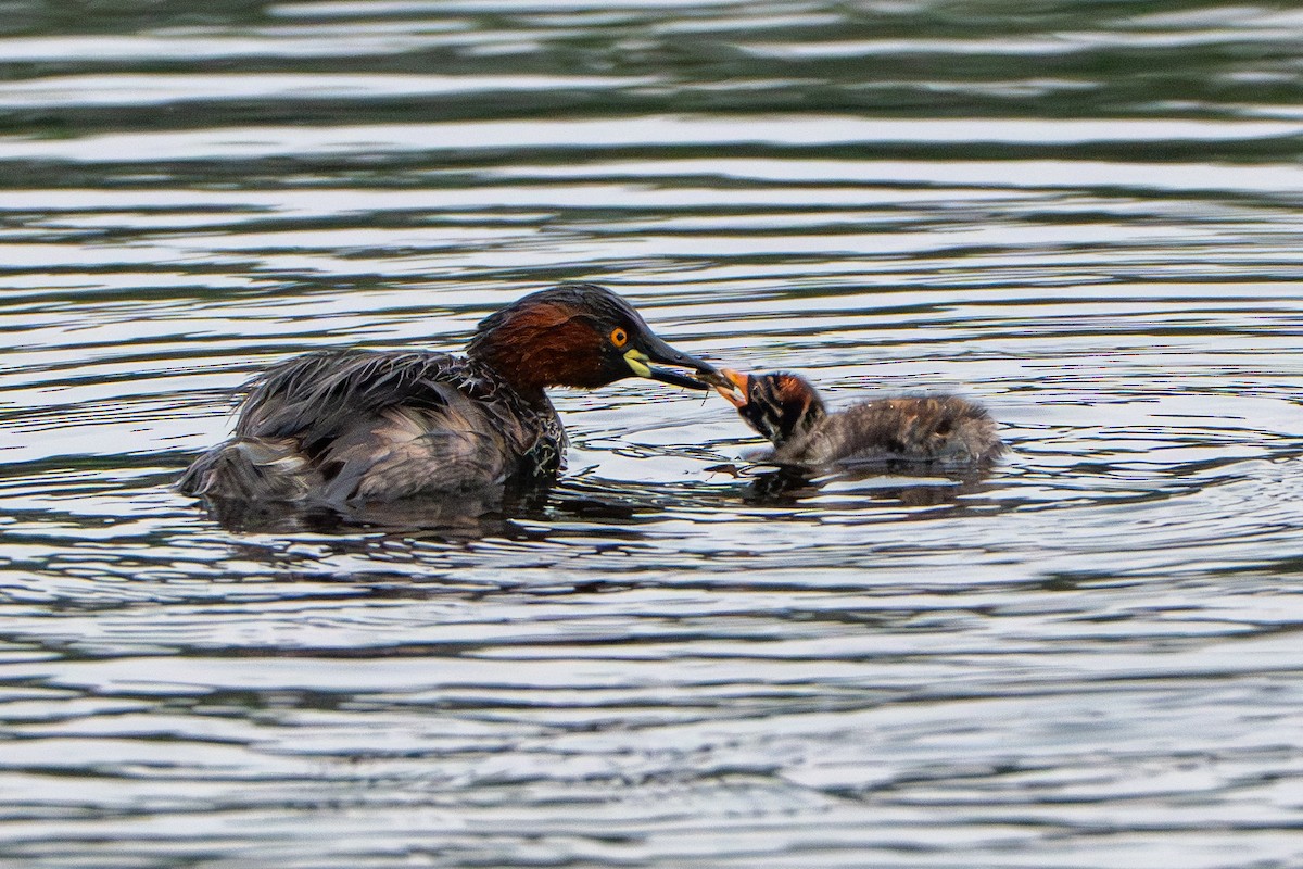 Little Grebe - ML646573935