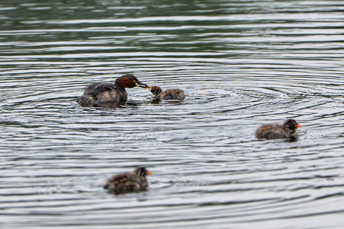 Little Grebe - ML646573936