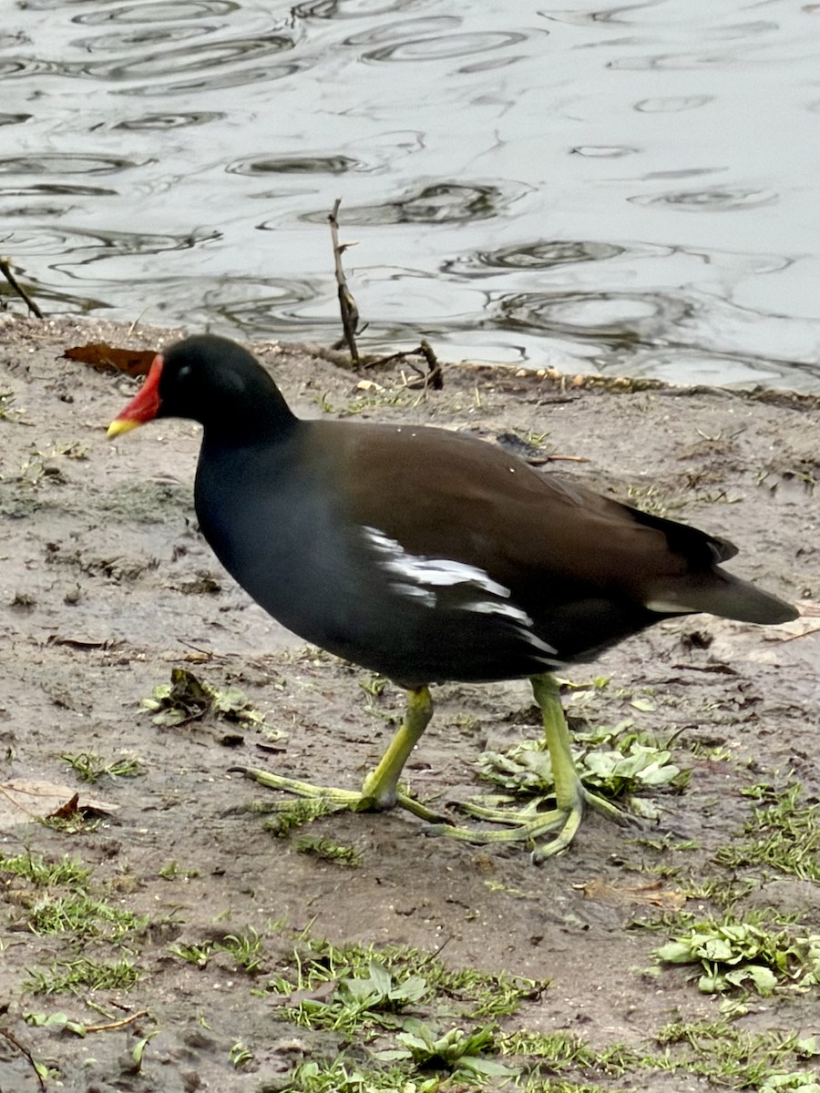 Uroilo arrunta - ML646573938