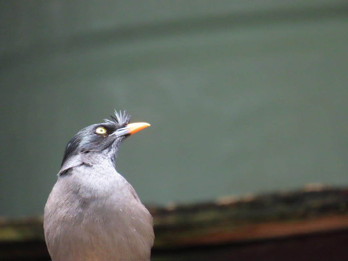 Jungle Myna - ML646573940