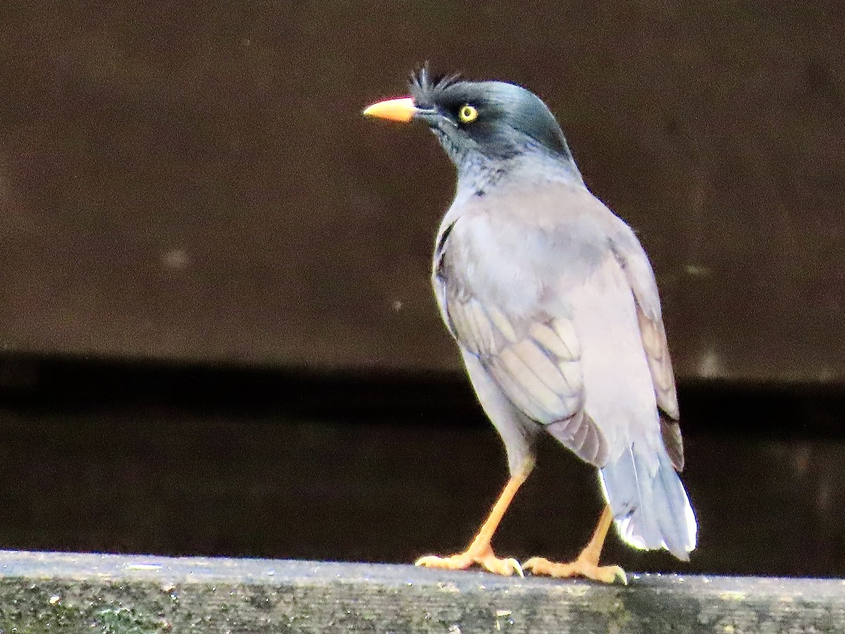 majna hnědá - ML646573941