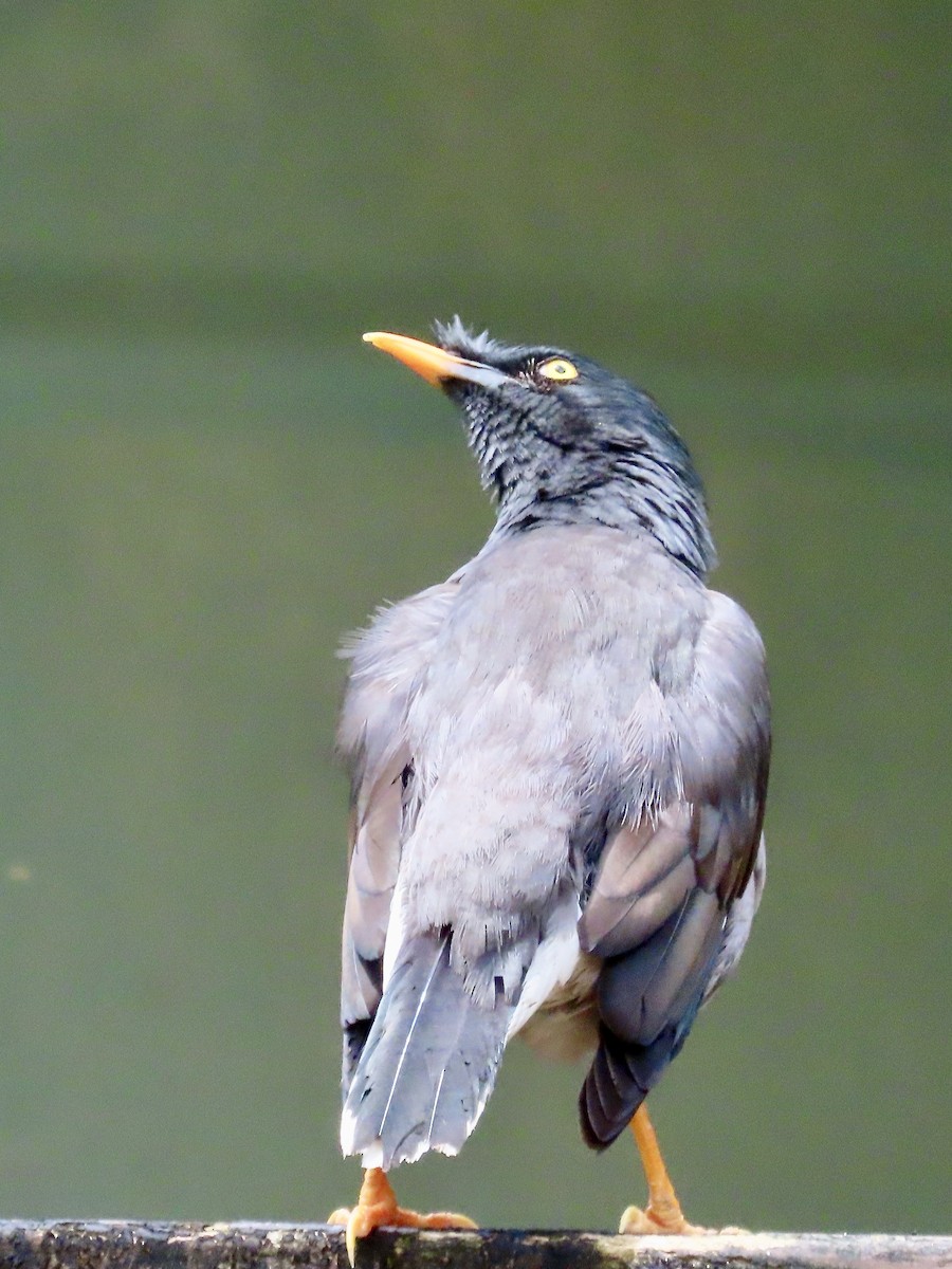 majna hnědá - ML646573942