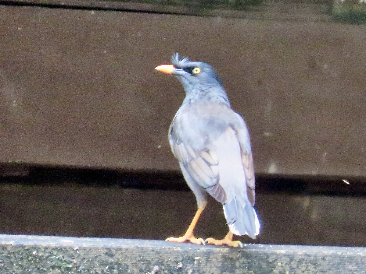 majna hnědá - ML646573943