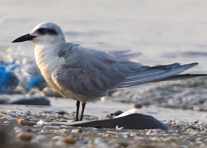 Gull-billed Tern - ML646573945
