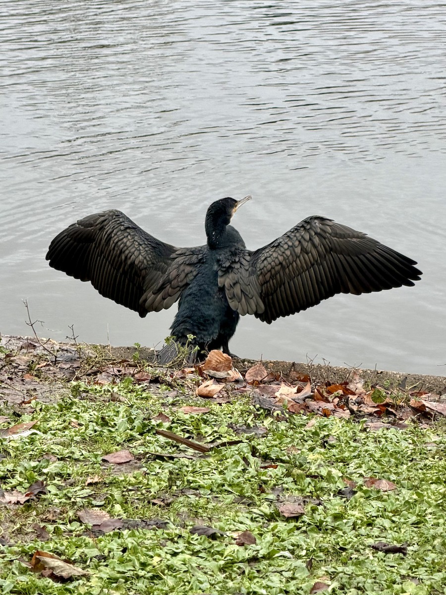 kormorán velký - ML646573946