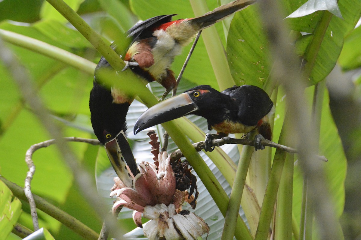 arassari pestrý - ML646573948