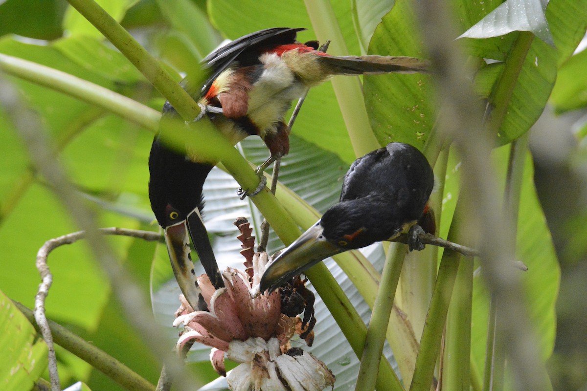 arassari pestrý - ML646573949