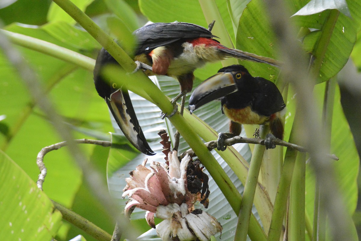 arassari pestrý - ML646573950