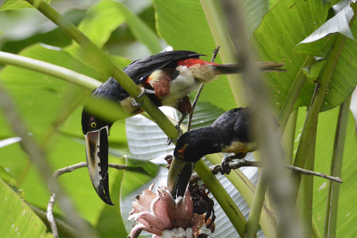 arassari pestrý - ML646573951