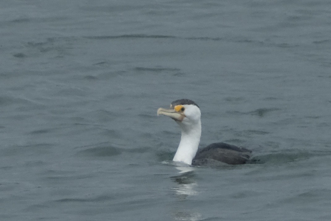 kormorán pestrý - ML646573952