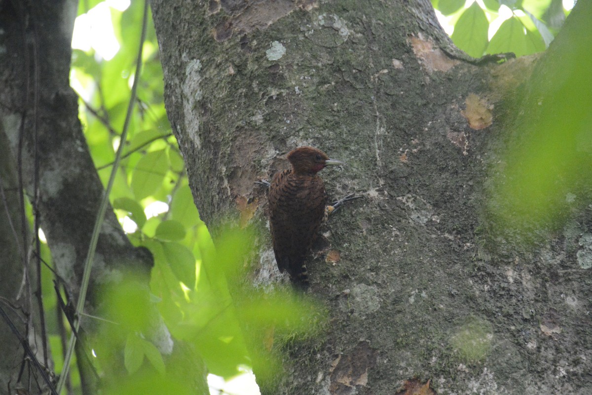 datel skořicový - ML646573953