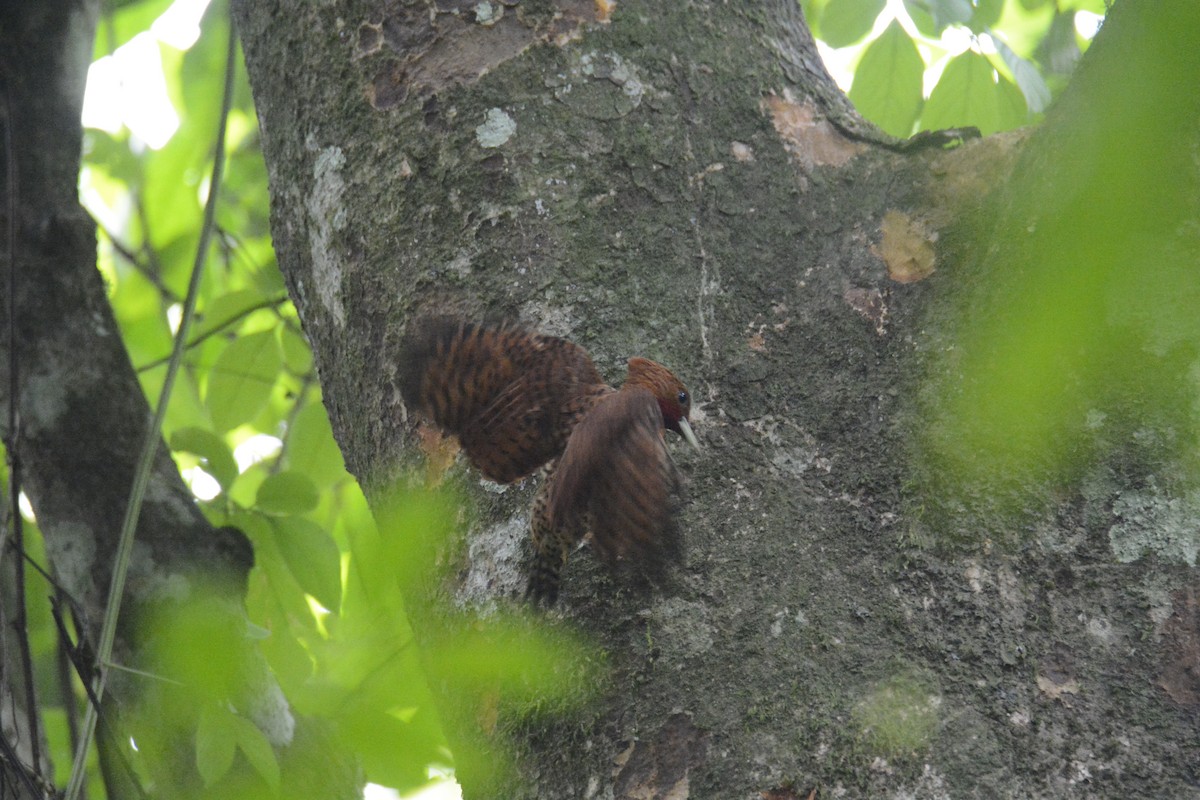 datel skořicový - ML646573954