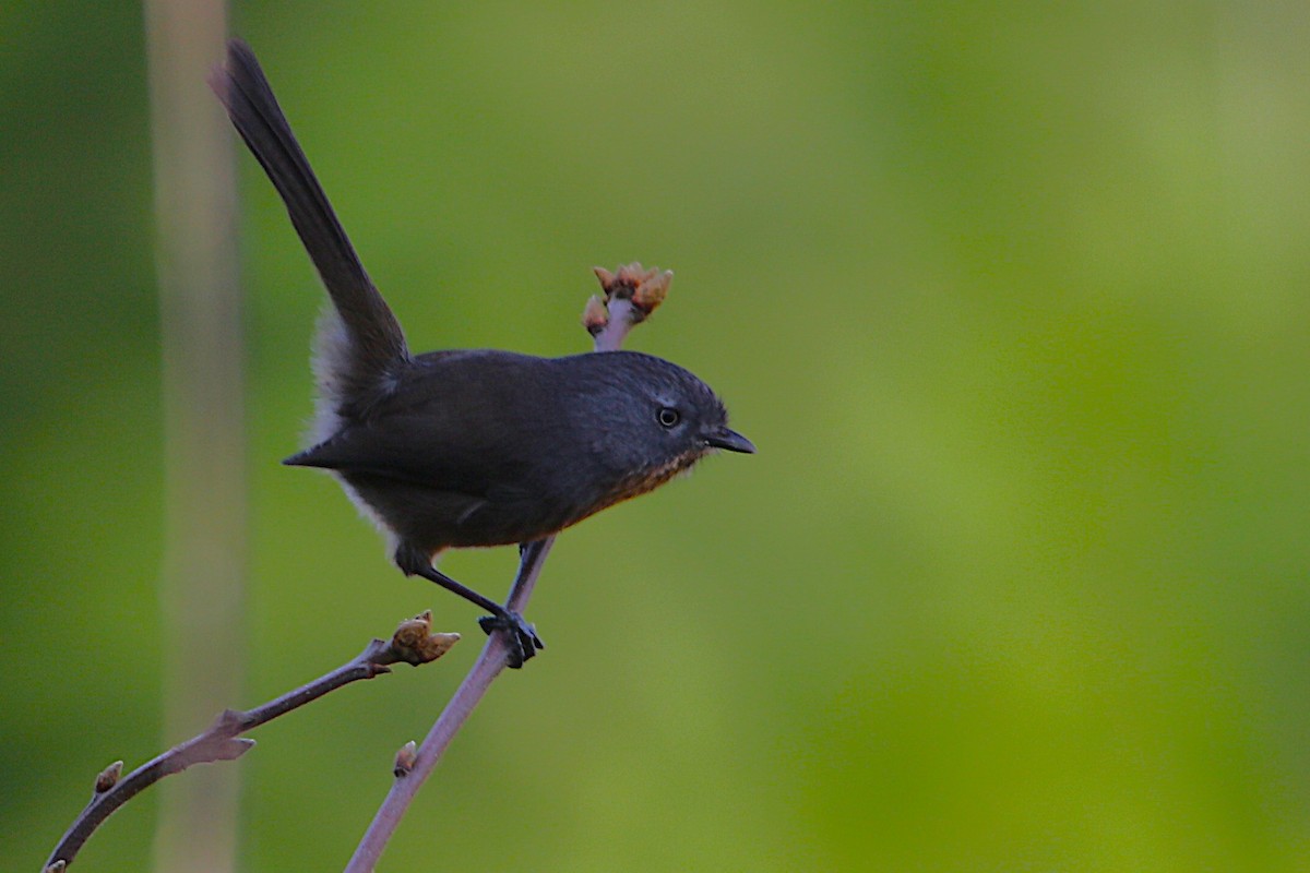 Wrentit - ML646573955